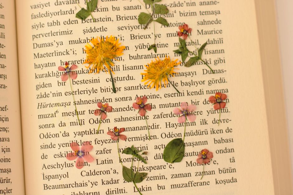Colorful pressed flowers arranged on an open book page with text.